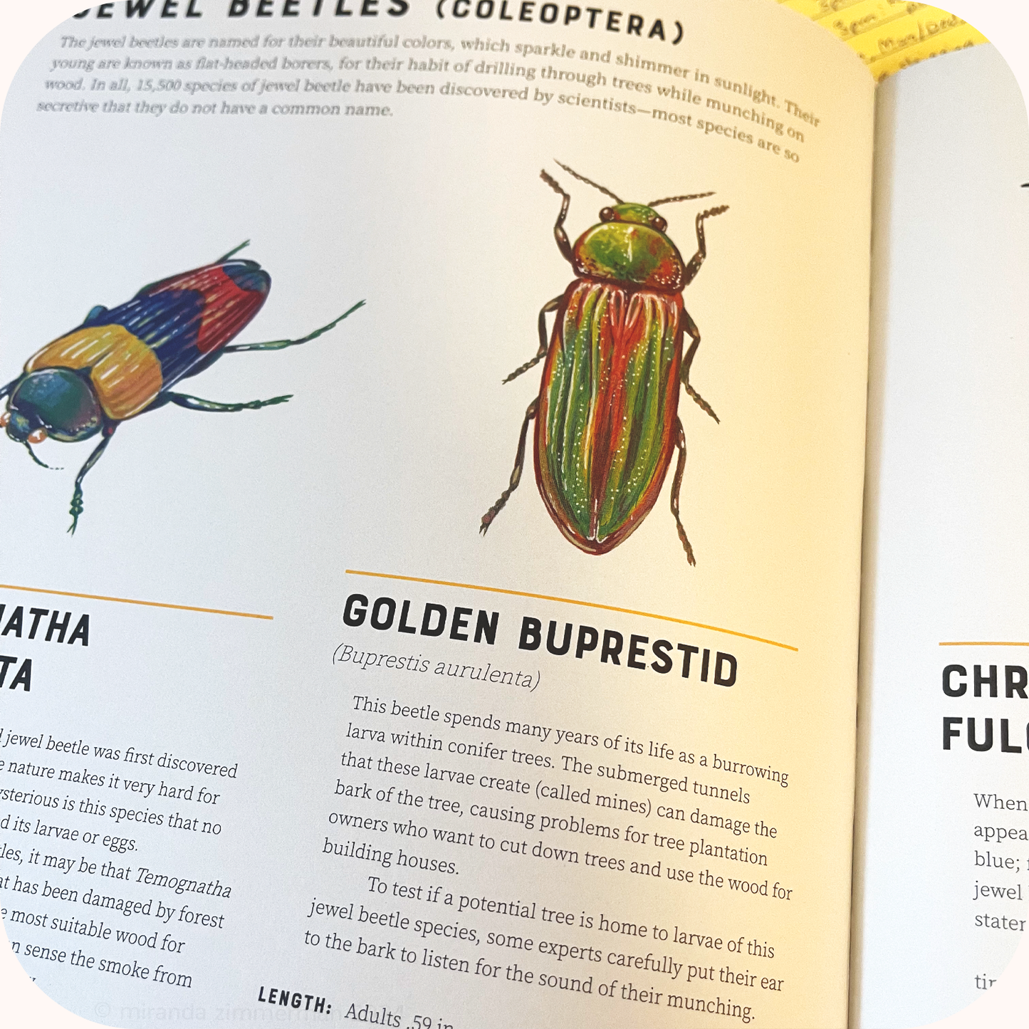 Golden Buprestid & White Scarab ✦ Framed Illustration