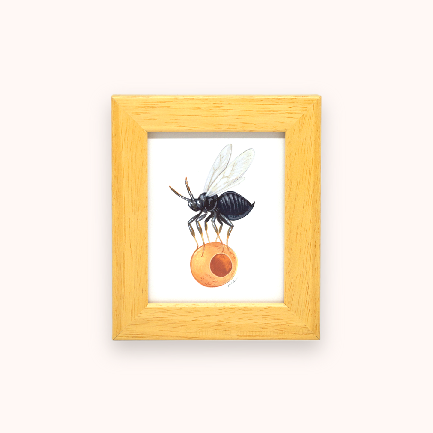 Jumping Gall Wasp ✦ Framed Illustration