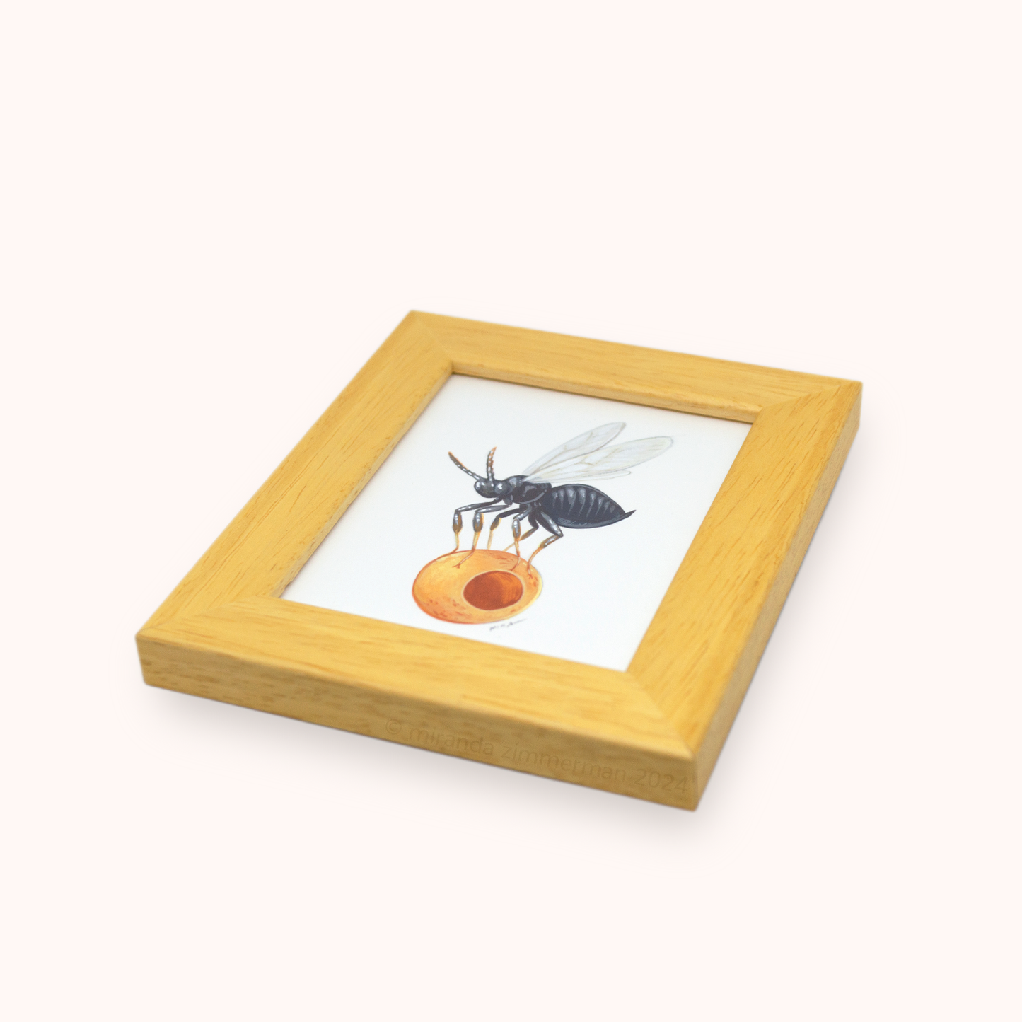 Jumping Gall Wasp ✦ Framed Illustration