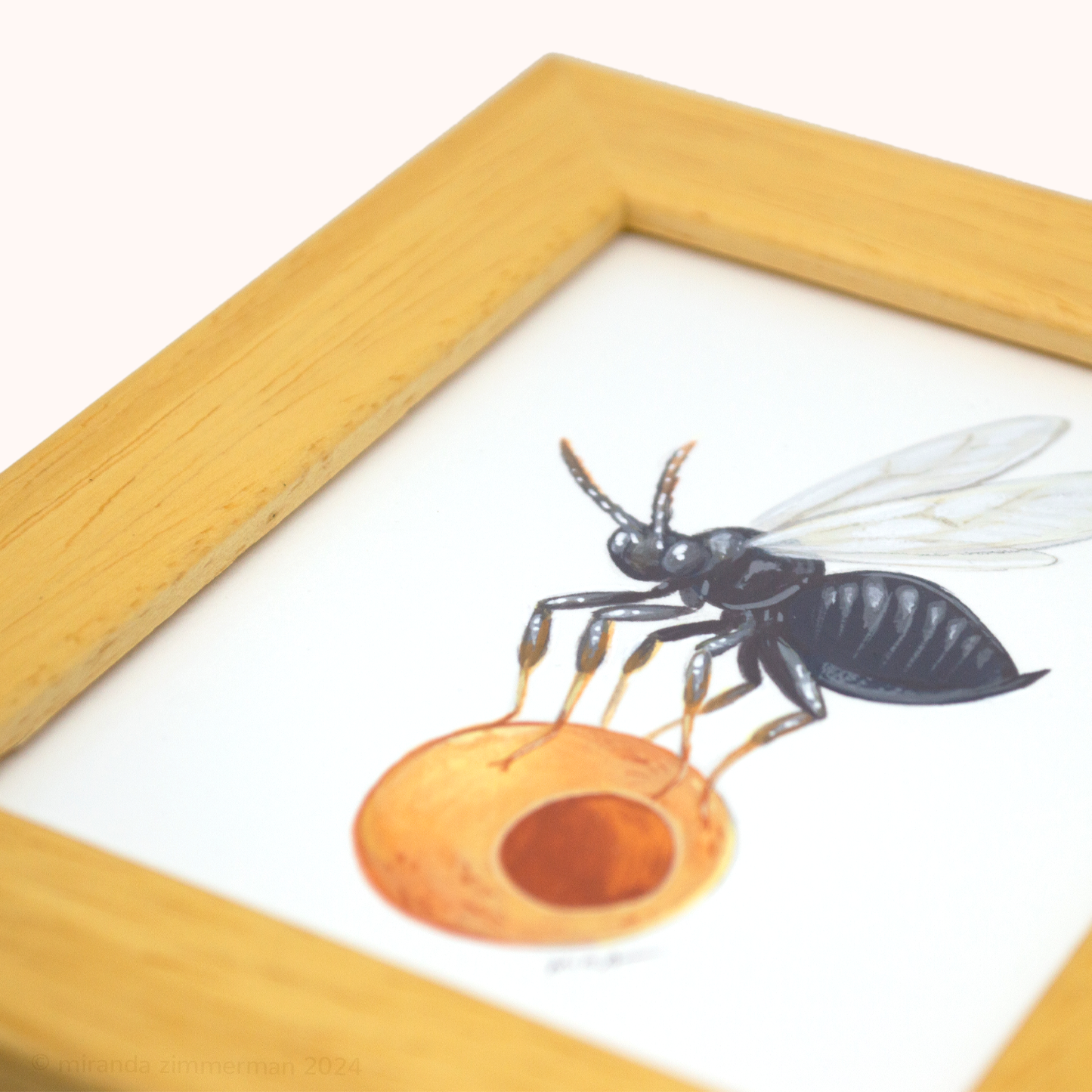 Jumping Gall Wasp ✦ Framed Illustration