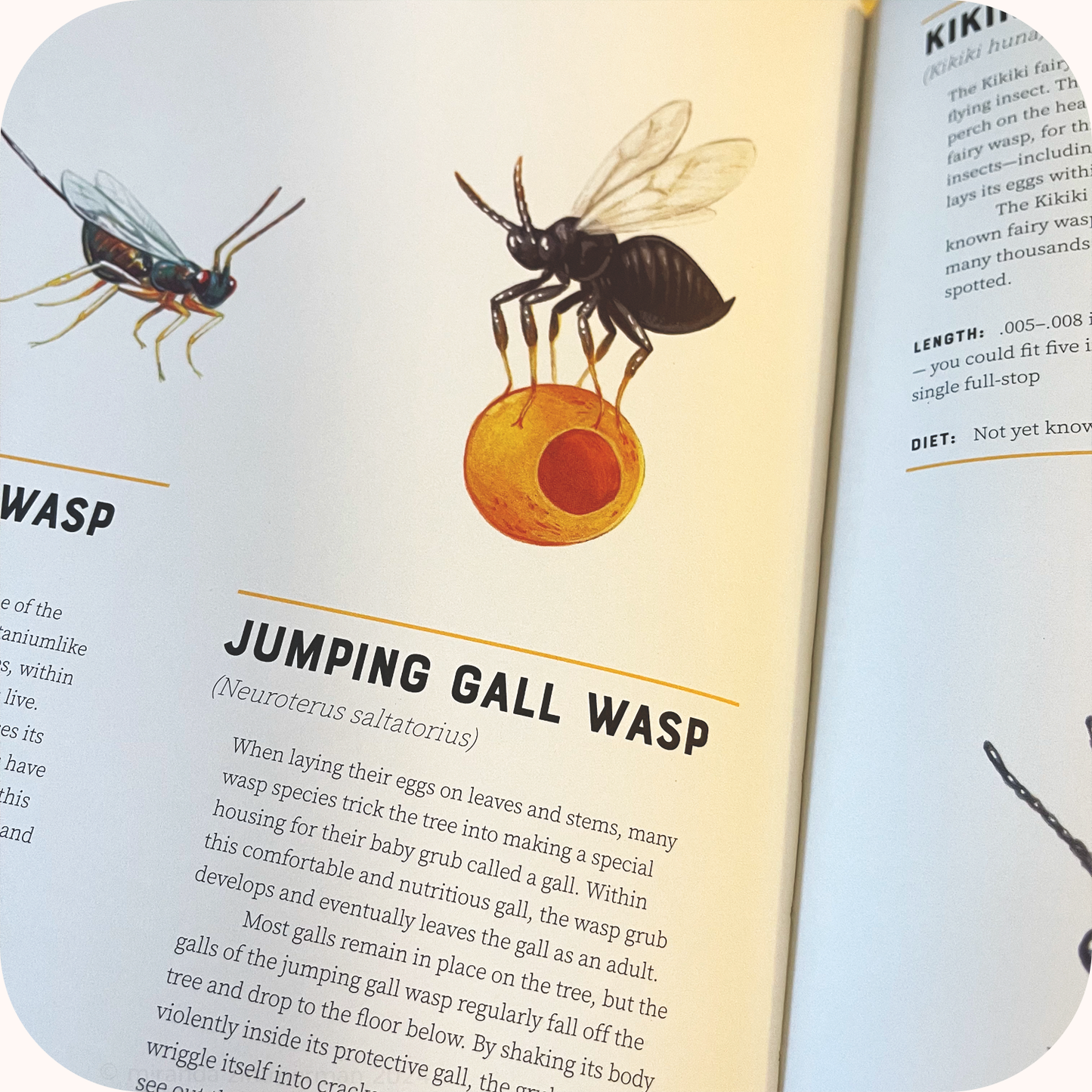 Jumping Gall Wasp ✦ Framed Illustration