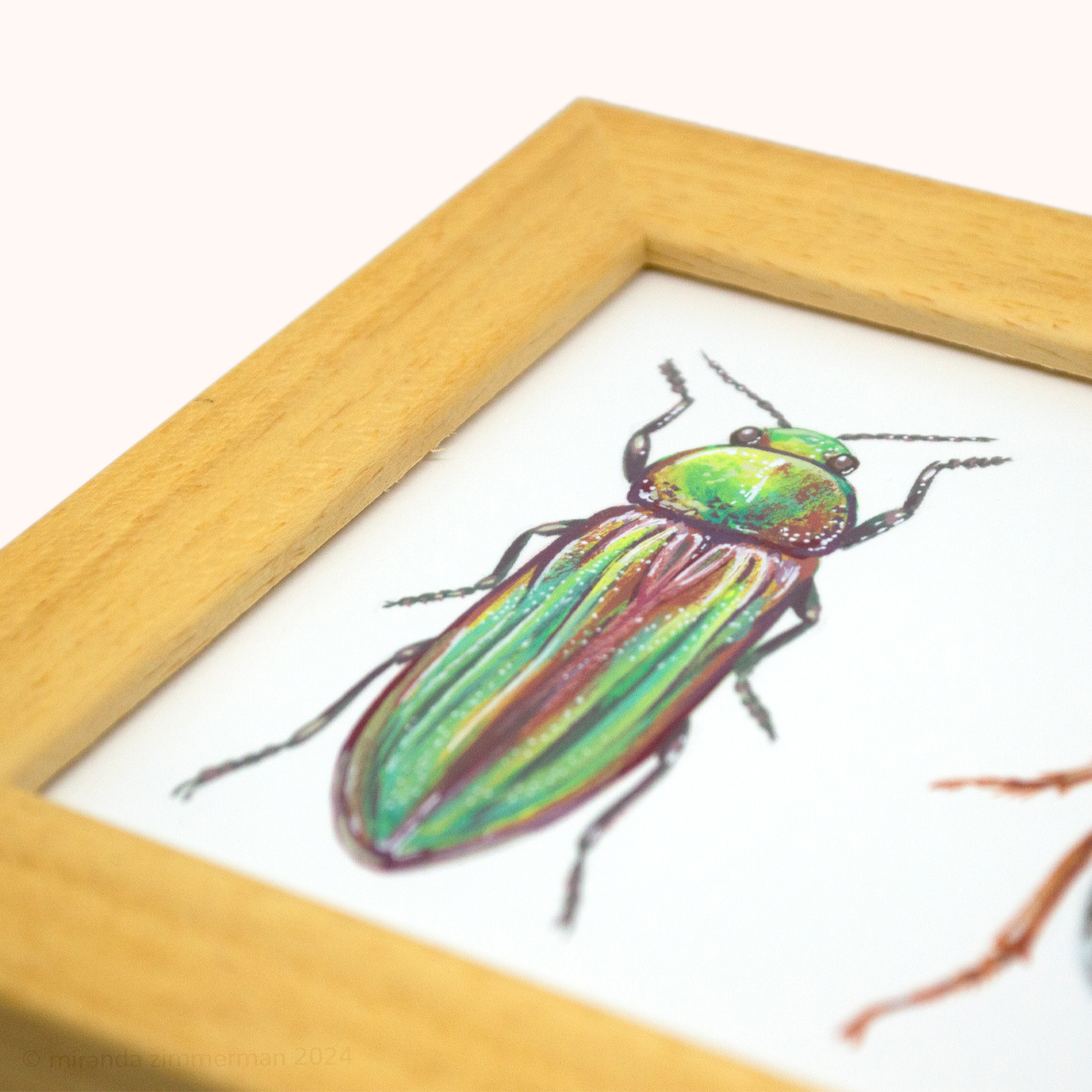 Golden Buprestid & White Scarab ✦ Framed Illustration